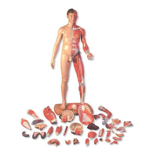 3B Scientific˴Сԁwģ39