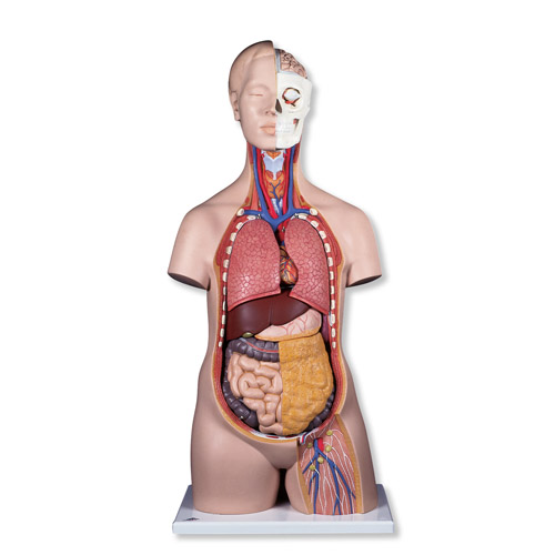 (bio)(zhn)o(w)|ģ12