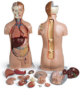 o(w)|ģͣ^̶_(ki)ţ17